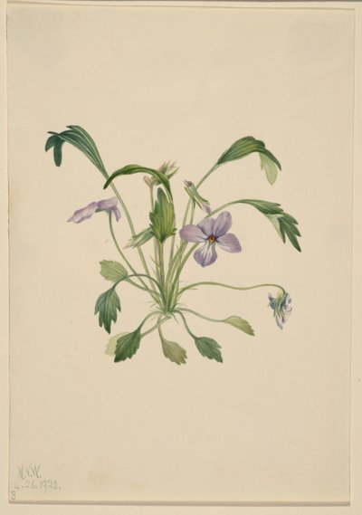 南方鸟脚紫罗兰（Viola digitata） 作者 玛丽·沃克斯·沃尔科特