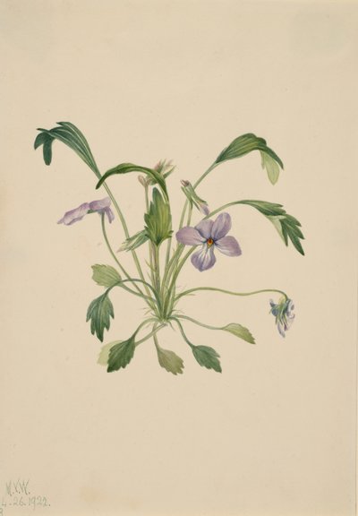 南方鸟足紫罗兰 Viola digitata, 1922. 作者 玛丽·沃克斯·沃尔科特