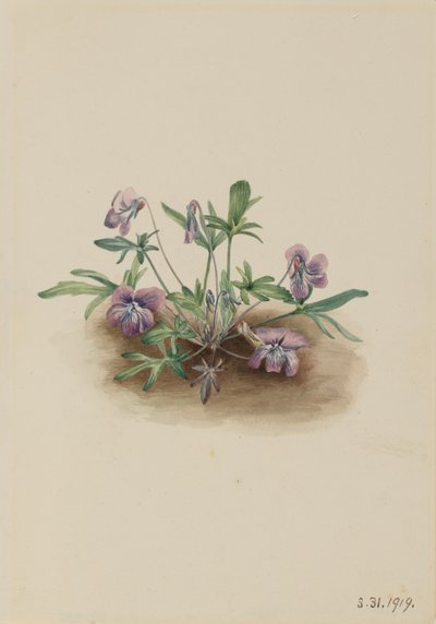 南部海岸紫罗兰Viola septemloba，1919。 作者 玛丽·沃克斯·沃尔科特