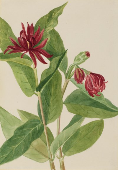 Spicebush (Calycanthus occidentalis) 作者 玛丽·沃克斯·沃尔科特