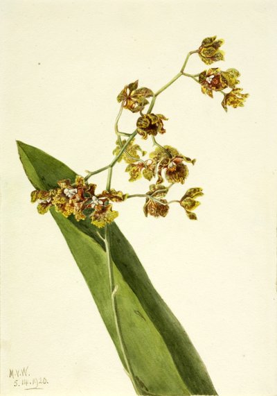 点状 Cyrtopodium（点状 Cyrtopodium punctatum） 作者 玛丽·沃克斯·沃尔科特