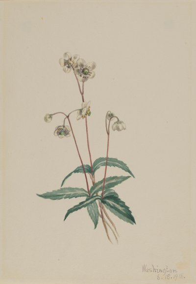 斑纹琵西瓦（Chimaphila maculata） 作者 玛丽·沃克斯·沃尔科特