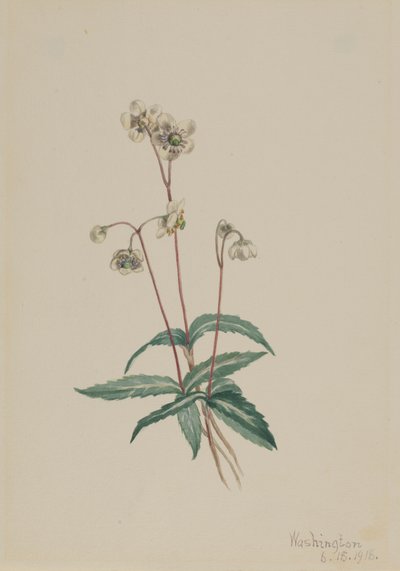 Spotted Pipsissewa Chimaphila maculata, 1918. 作者 玛丽·沃克斯·沃尔科特