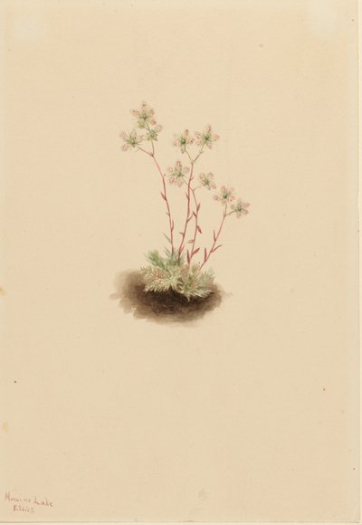 斑点虎耳草（Saxifraga bronchialis） 作者 玛丽·沃克斯·沃尔科特