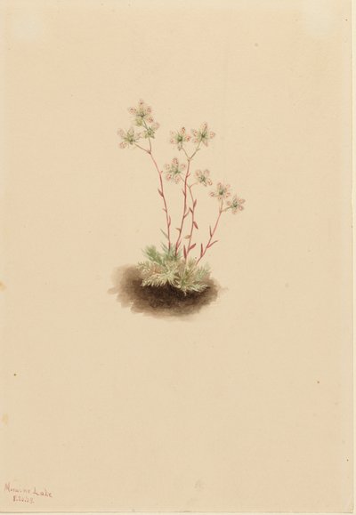 斑点蜡菊 Saxifraga bronchialis, 1903. 作者 玛丽·沃克斯·沃尔科特