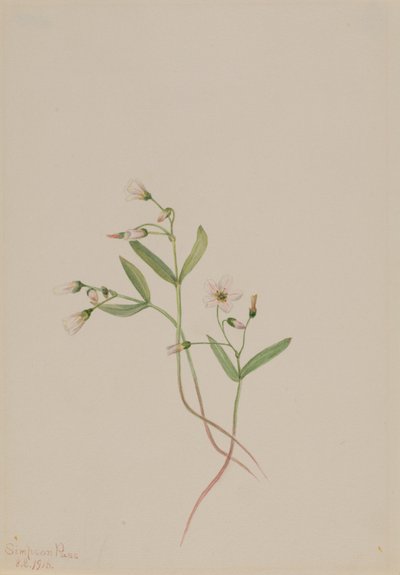 春美人（Claytonia lanceolata） 作者 玛丽·沃克斯·沃尔科特