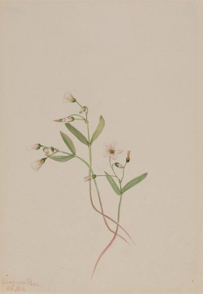 春天的美人 Claytonia lanceolata, 1916. 作者 玛丽·沃克斯·沃尔科特