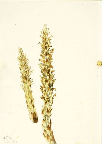 Squawroot Conopholis americana, 1919. 作者 玛丽·沃克斯·沃尔科特