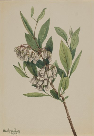 交错灌木（Pieris mariana） 作者 玛丽·沃克斯·沃尔科特