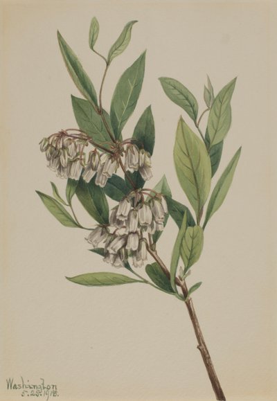 Stagger-Bush Pieris mariana, 1918. 作者 玛丽·沃克斯·沃尔科特