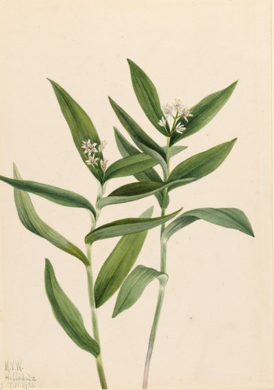 Star Solomonplume Vagnera stellata, 1921. 作者 玛丽·沃克斯·沃尔科特