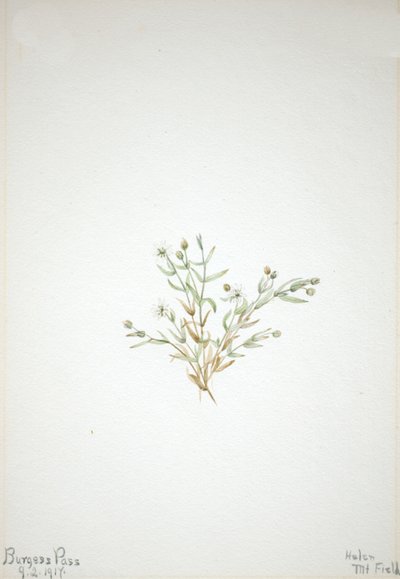 Stelleria leata, 1917. 作者 玛丽·沃克斯·沃尔科特