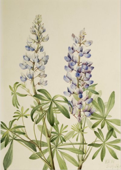 拨阳羽扇豆（Lupinus perennis） 作者 玛丽·沃克斯·沃尔科特