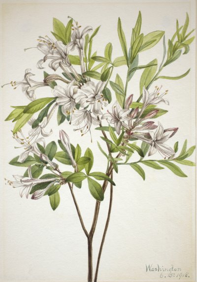 沼泽杜鹃花Azalea viscosa，1918年。 作者 玛丽·沃克斯·沃尔科特