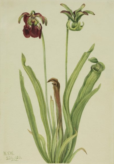 Sweet Pitcherplant Sarracenia rubra, 1920. 作者 玛丽·沃克斯·沃尔科特