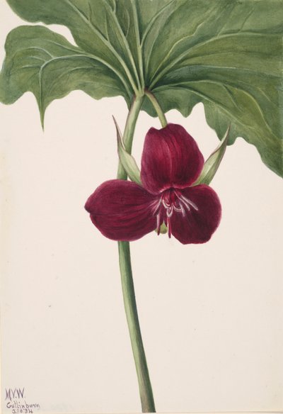 Sweet Trillium Trillium vasyi, 1934. 作者 玛丽·沃克斯·沃尔科特