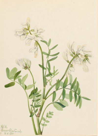 Sweetvetch Hedysarum mackenzii, 1921. 作者 玛丽·沃克斯·沃尔科特