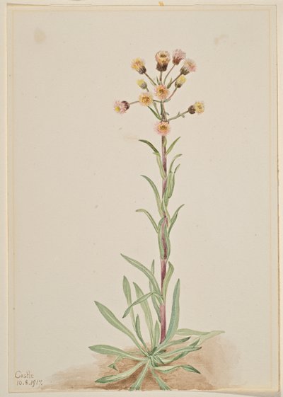 高脚马鞭草（Erigeron acris） 作者 玛丽·沃克斯·沃尔科特