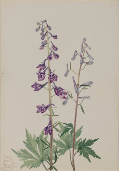 高大的飞燕草 Delphinium elongatum, 1920. 作者 玛丽·沃克斯·沃尔科特