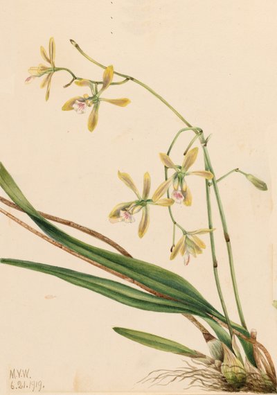 Tampa Epidendrum Epidendrum tampense, 1919. 作者 玛丽·沃克斯·沃尔科特