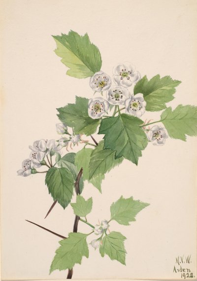 灌木山楂 Crataegus coccinea, 1922. 作者 玛丽·沃克斯·沃尔科特