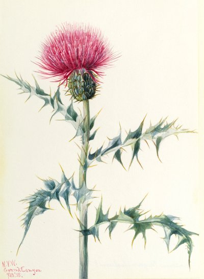 蓟（Cirsium arizonica） 作者 玛丽·沃克斯·沃尔科特