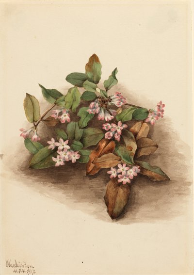 Trailing Arbutus Epigaea repens, 1917. 作者 玛丽·沃克斯·沃尔科特