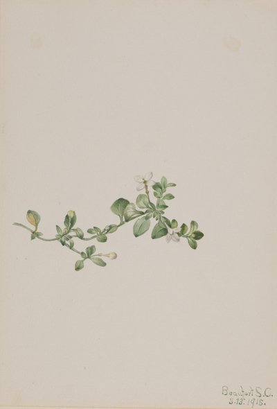 Trailing Houstonia Houstonia procumbens, 1918. 作者 玛丽·沃克斯·沃尔科特