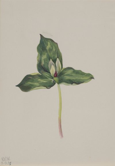Trillium discolor, 1938. 作者 玛丽·沃克斯·沃尔科特