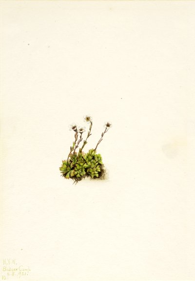 簇生的虎皮草 Saxifraga caespitosa, 1921. 作者 玛丽·沃克斯·沃尔科特