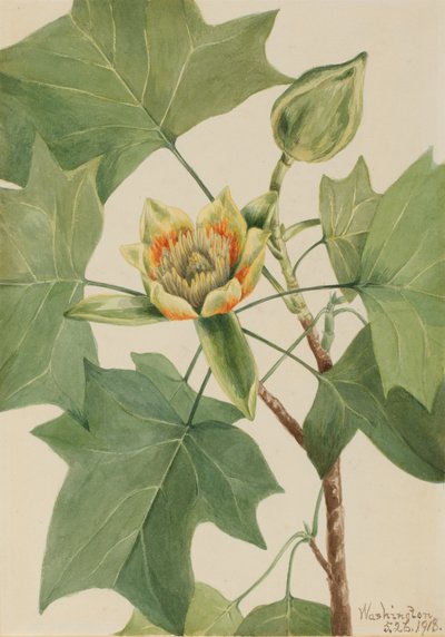 郁金香树 Liriodendron tulipifera, 1918. 作者 玛丽·沃克斯·沃尔科特