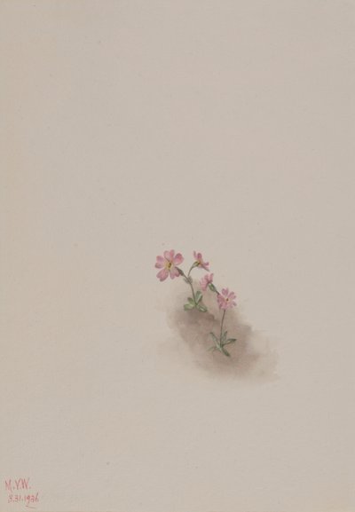 无题--花卉研究 作者 玛丽·沃克斯·沃尔科特