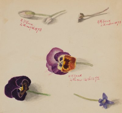 无题--花卉研究，1873年。 作者 玛丽·沃克斯·沃尔科特