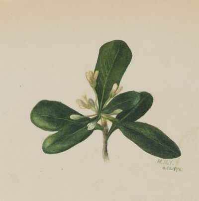 无题--花卉研究，1876年。 作者 玛丽·沃克斯·沃尔科特