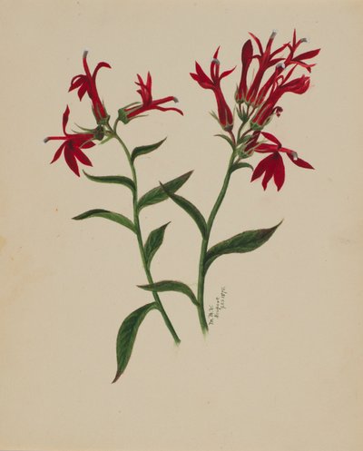 无题--花卉研究，1876年。 作者 玛丽·沃克斯·沃尔科特