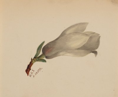 无题--花卉研究，1876年。 作者 玛丽·沃克斯·沃尔科特