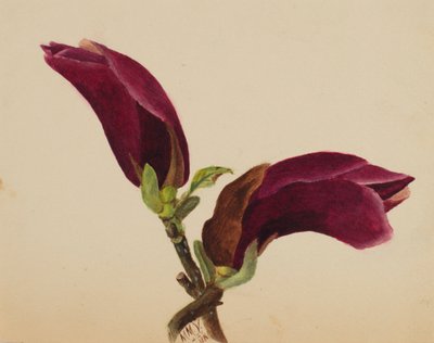 无题--花卉研究，1876年。 作者 玛丽·沃克斯·沃尔科特
