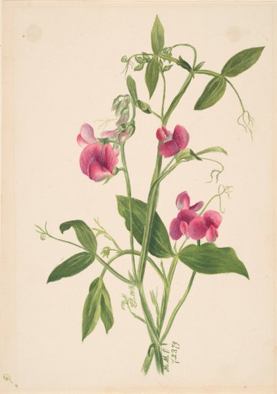 无题--花卉研究，1879年。 作者 Mary Vaux Walcott