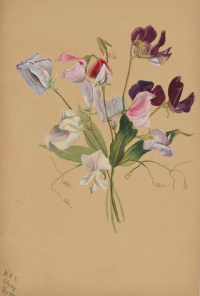 无题--花卉研究，1886年。 作者 玛丽·沃克斯·沃尔科特
