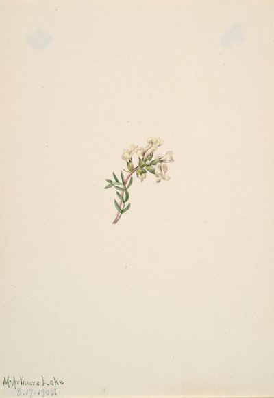 无题--花卉研究，1905年。 作者 玛丽·沃克斯·沃尔科特