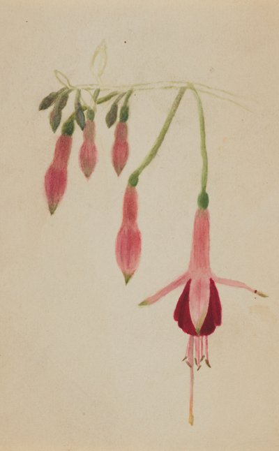 无题--花卉研究，约1872-1874年。 作者 玛丽·沃克斯·沃尔科特