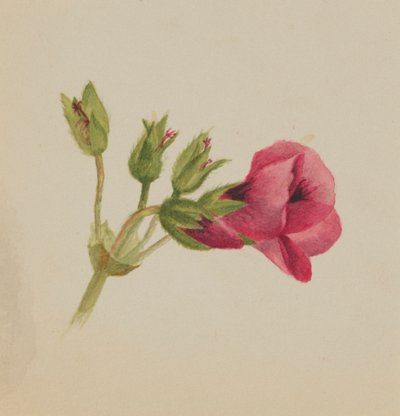 无题--花卉研究，约1876年。 作者 玛丽·沃克斯·沃尔科特