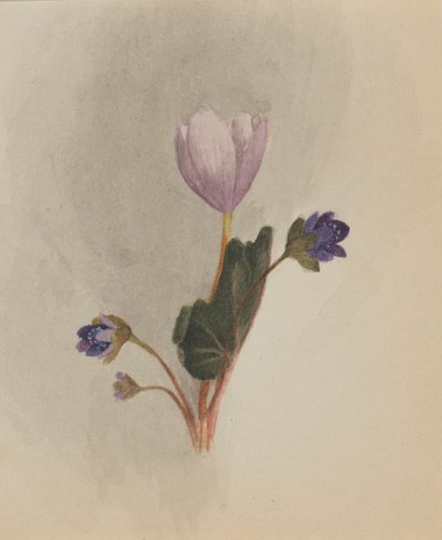 无题--花卉研究，约1876年。 作者 玛丽·沃克斯·沃尔科特