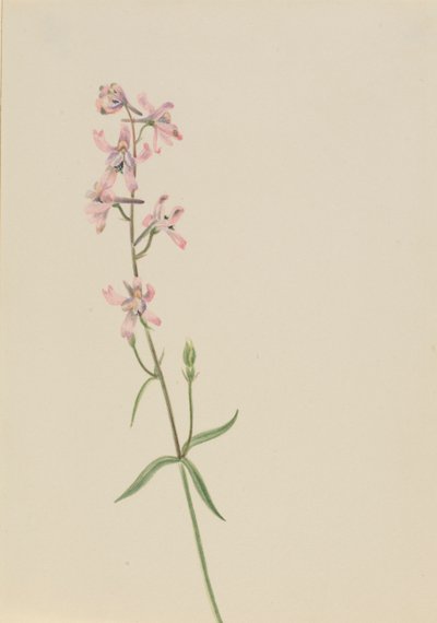 无题--花卉研究，约1900-1930。 作者 玛丽·沃克斯·沃尔科特