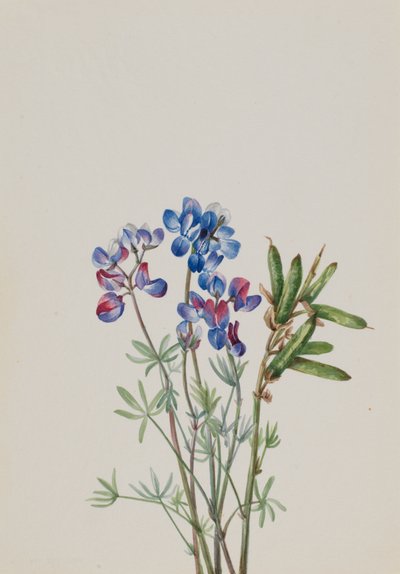 无题--花卉研究，约1900-1930。 作者 玛丽·沃克斯·沃尔科特
