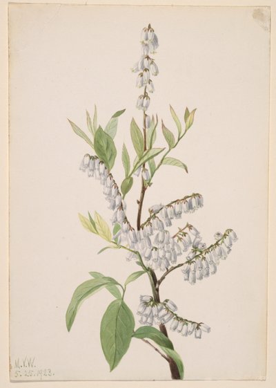 无题--植物研究 作者 玛丽·沃克斯·沃尔科特
