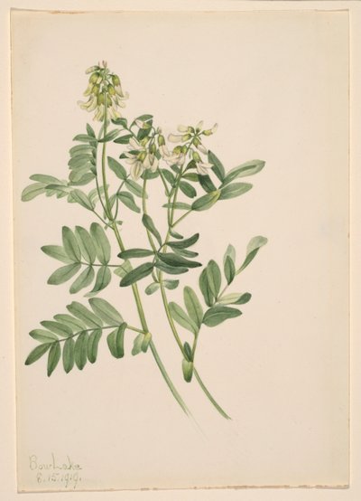 无题--植物研究 作者 Mary Vaux Walcott