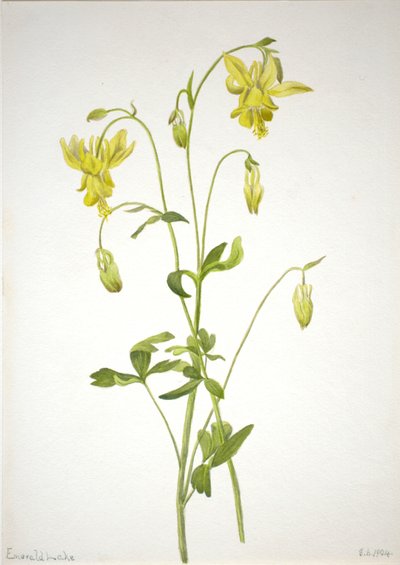 无题--植物研究，1904年。 作者 玛丽·沃克斯·沃尔科特