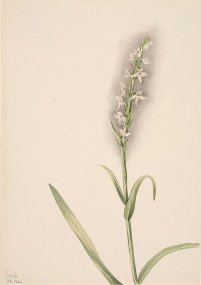 无题--植物研究，1904年。 作者 玛丽·沃克斯·沃尔科特