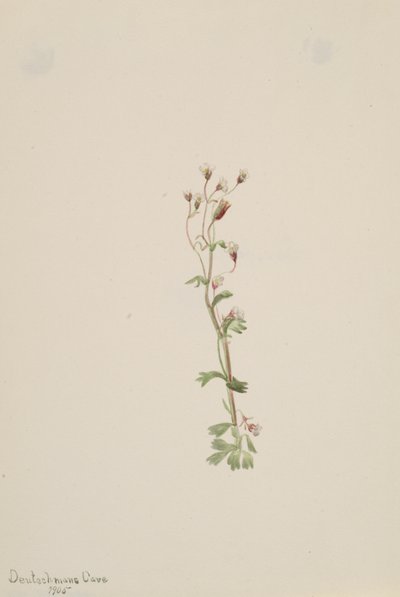 无题--植物研究，1905年。 作者 玛丽·沃克斯·沃尔科特